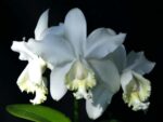 Cattleya loddigesii alba 'Rina Graciano Brizola' x Cattleya loddigesii alba 'HI'