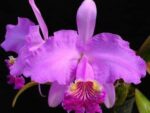 Cattleya lueddemanniana (color overlap x Irina)