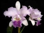 Cattleya lueddemanniana coerulea (Siquesique x Amparo) x Cattleya lueddemanniana tipo escura 'Guacamuco'