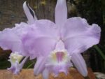 Cattleya lueddemanniana concolor (clara) x self