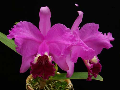 Cattleya lueddemanniana 'Negrita' x Cattleya lueddemanniana 'Dark'