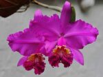 Cattleya lueddemanniana rubra 'Dark Giant' x self