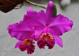 Cattleya lueddemanniana rubra 'Dark Giant' x self