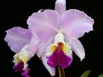 Cattleya mendelii