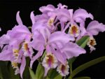 Cattleya mossiae