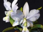 Cattleya nobilior (coerulea x coerulensis)