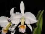 Cattleya percivaliana carnea x SELF