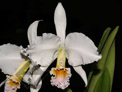 Cattleya percivaliana carnea x SELF