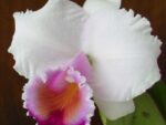 Cattleya quadricolor tipo XXX x Cattleya quadricolor 'Rainha'