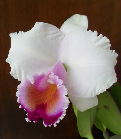 Cattleya quadricolor tipo XXX x Cattleya quadricolor 'Rainha'