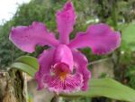 Cattleya schilleriana 'Água Surda' x Cattleya Daphne 'Bordeaux' (C. schilleriana x C. harrisoniana)