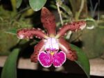 Cattleya schilleriana 'Sem ID'