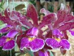 Cattleya schilleriana sem pintas x Cattleya schilleriana petalas largas