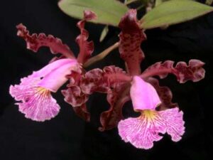 Cattleya schilleriana x Cattleya Peckhaviensis