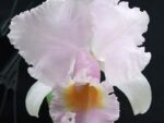 Cattleya trianae alba XXXX x Cattleya trianae amoena 'Rainha'