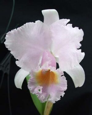 Cattleya trianae alba XXXX x Cattleya trianae amoena 'Rainha'