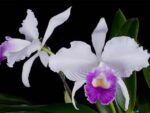Cattleya (Valentine coerulea x intermedia coerulea aquinii)