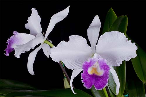 Cattleya (Valentine coerulea x intermedia coerulea aquinii)