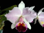 Cattleya trianae orlata 'TT' XXX x Cattleya trianae 'Cecilia' (04-8)