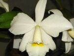 Cattleya warneri alba 'Alvinha' x Laelia praestans alba