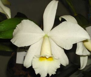 Cattleya warneri alba 'Alvinha' x Laelia praestans alba