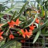 ceratostylis-rubra-352