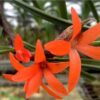 Ceratostylis rubra