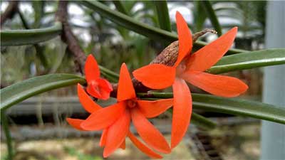 Ceratostylis rubra