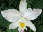 Cattleya hybrid 027