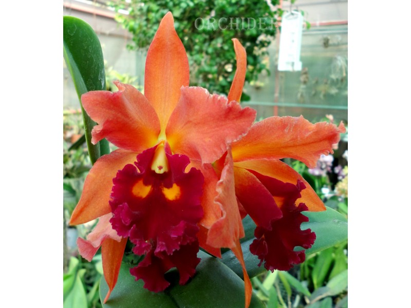 Cattleya hybrid 028