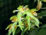 Coelogyne chloroptera