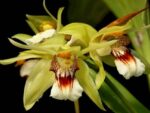 Coelogyne marmorata