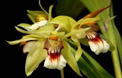 Coelogyne marmorata