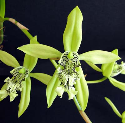 Coelogyne mayeriana