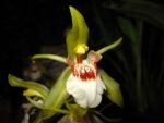 Coelogyne merrillii
