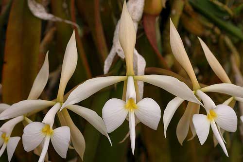 Coilostylis falcatum