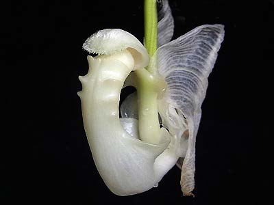 Coryanthes alborosea alba