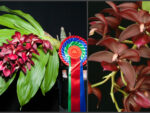 Cycnodes Wine Delight 'Jem' FCC/AOS