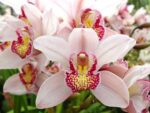 Cymbidium Christmas Beauty
