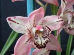 Cymbidium Everett Stockstill 'Bulai'