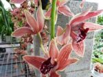 Cymbidium Zsip Cascade