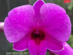 Dendrobium Pink ThaiI Girl