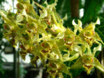 Dendrobium macrophyllum