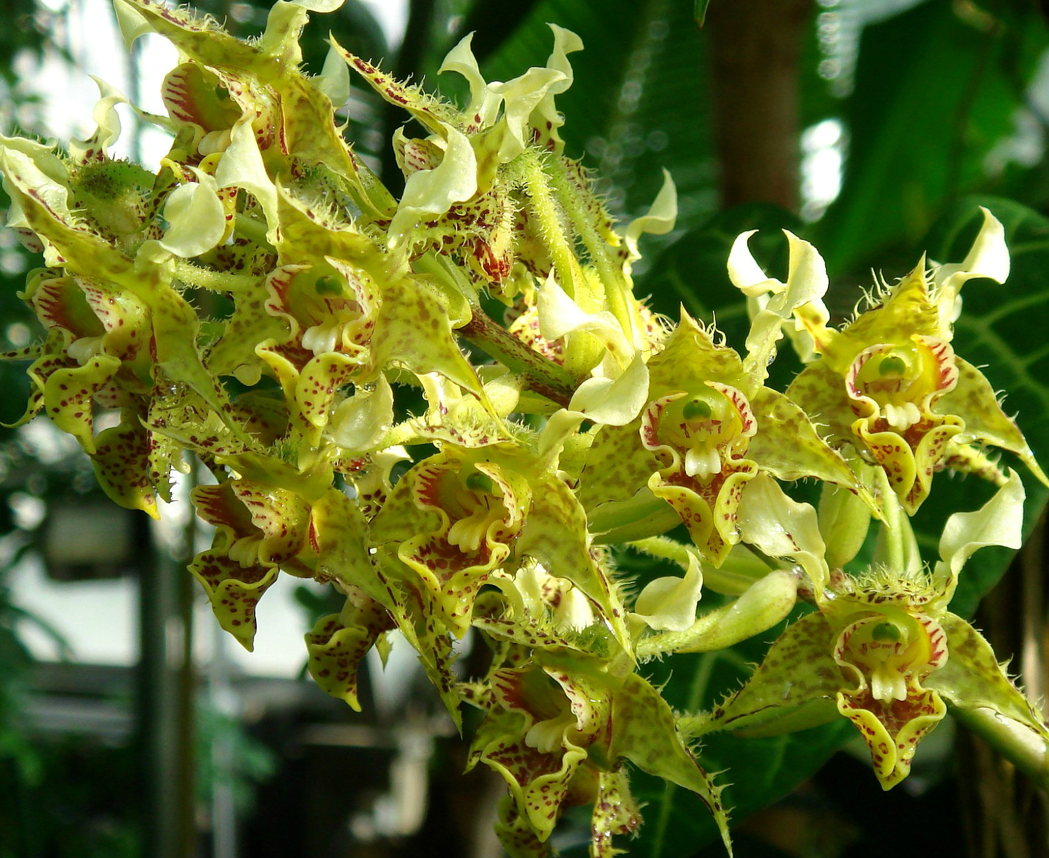 Dendrobium macrophyllum