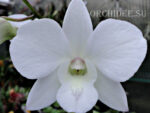 Dendrobium Coconut Dream