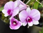 Dendrobium Enobi Purple