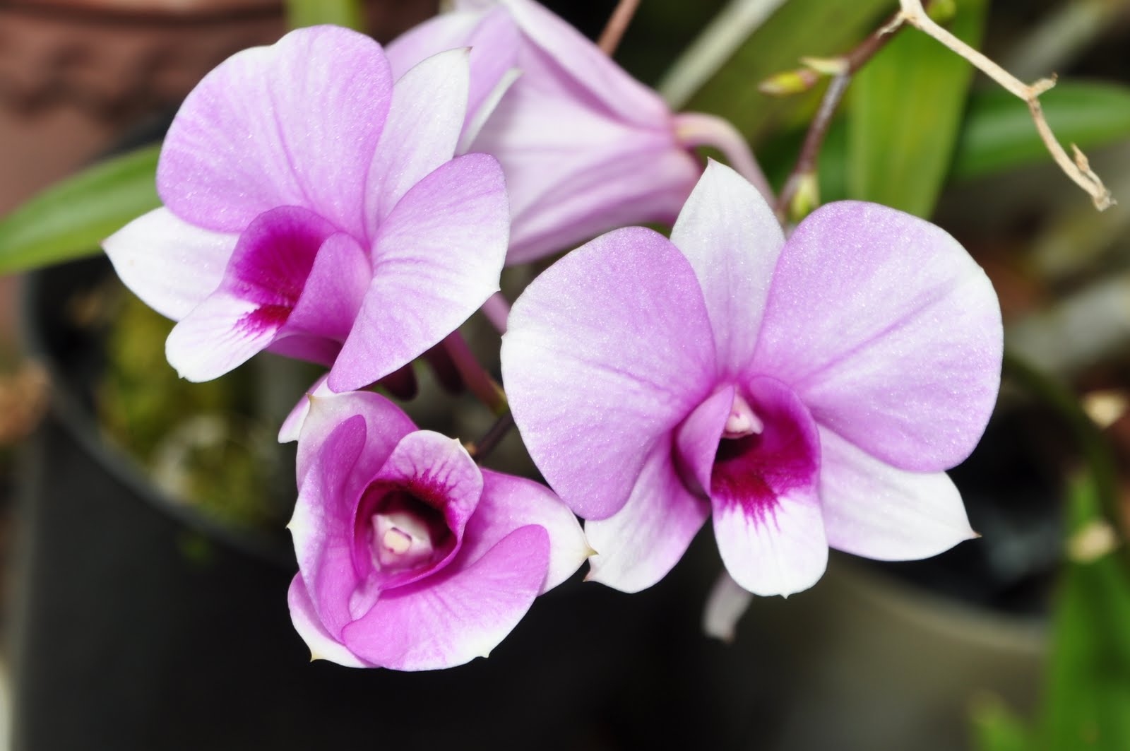 Dendrobium Enobi Purple