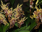 Dendrobium spectabile