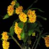 den_sulcatum(2)