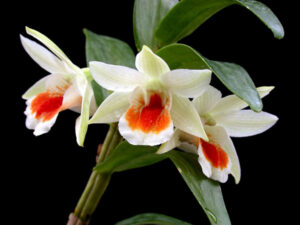 Dendrobium Dawn Marie